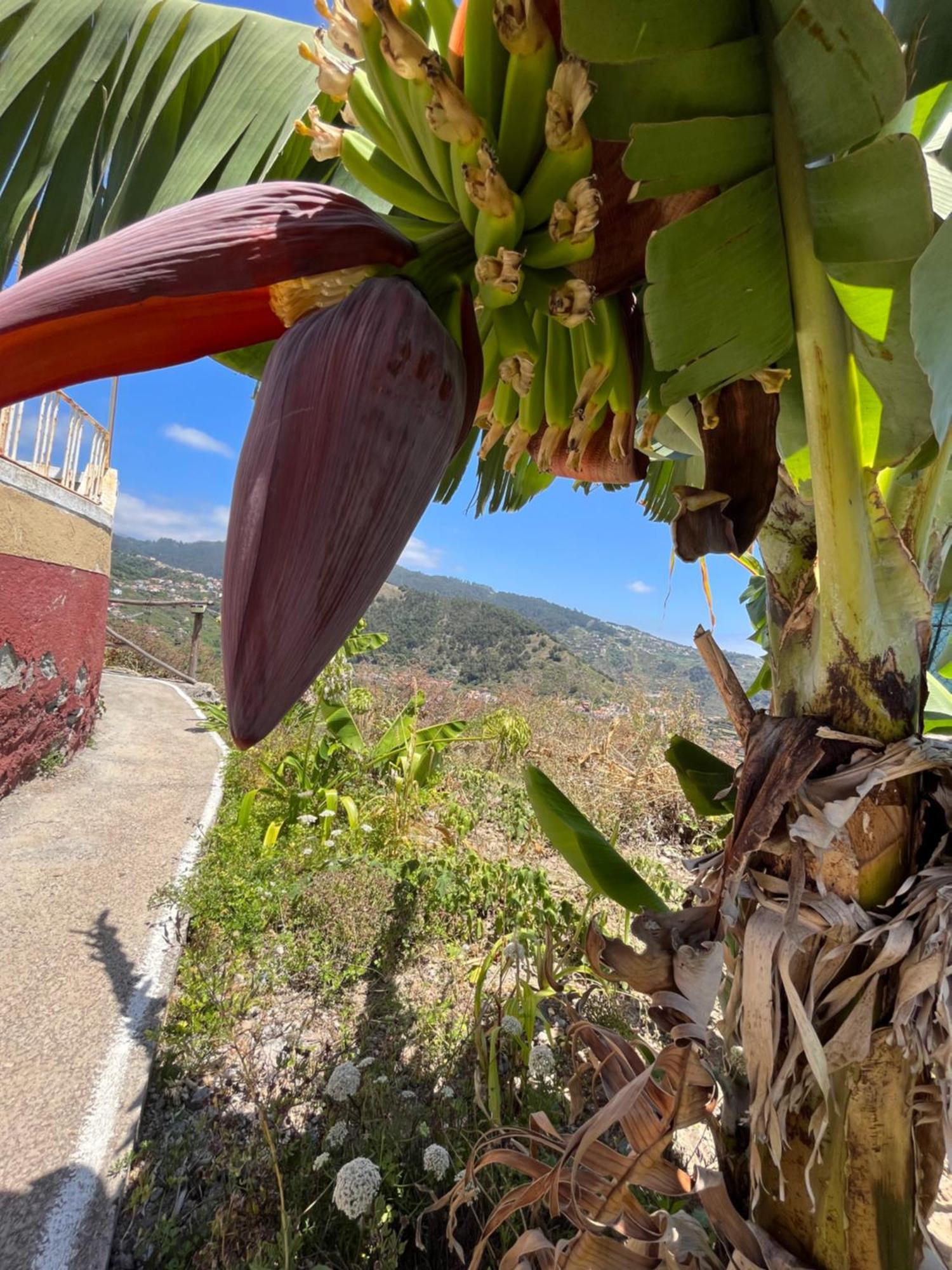 Tropical House Villa Ribeira Brava Eksteriør billede
